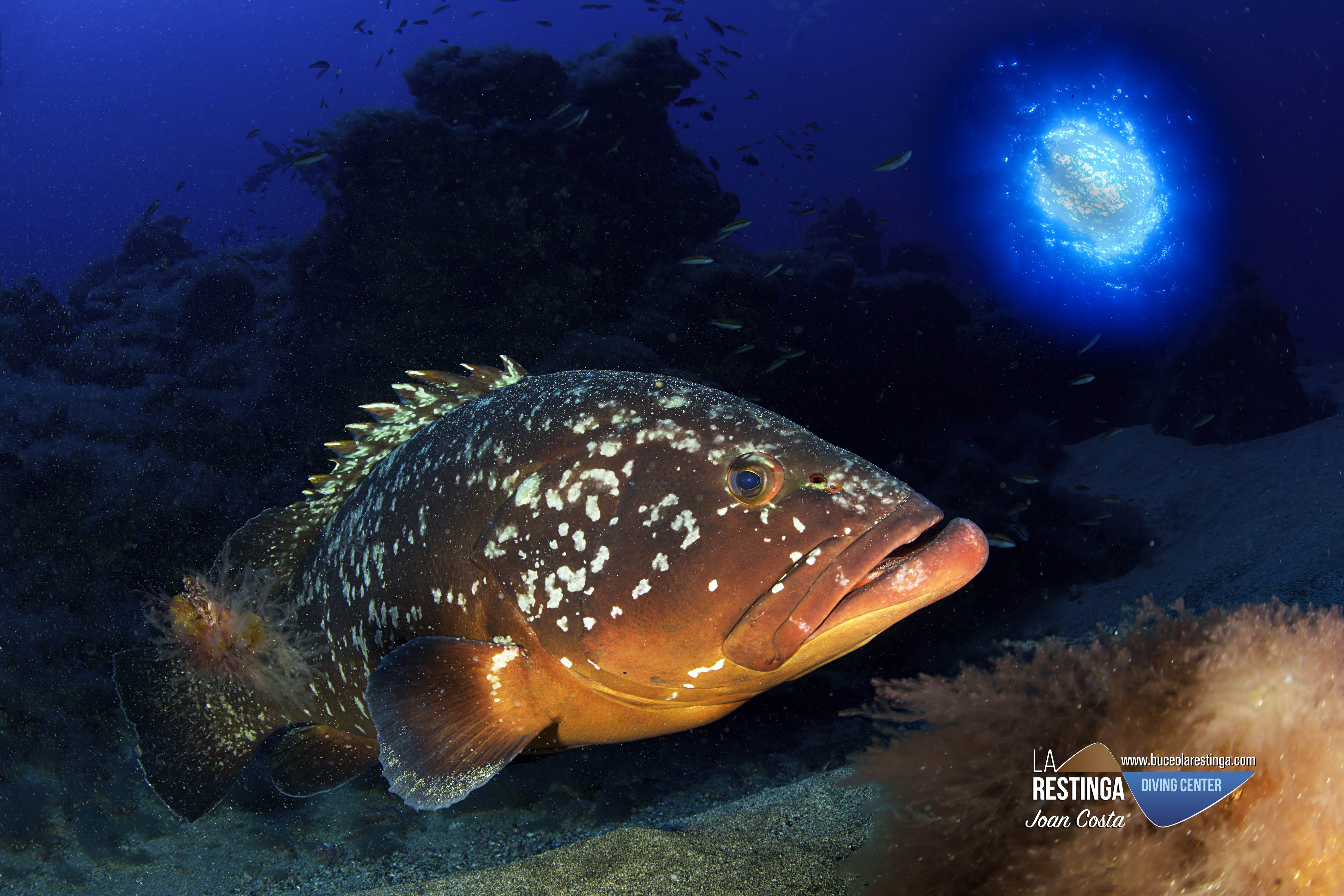 el-mero-epinephelus-marginatus-blog-centro-de-buceo-en-el-hierro